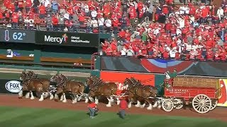 The Budweiser Clydesdales go around Busch Stadium for 2018 home opener [upl. by Evan]