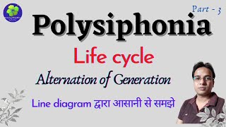 Polysiphonia Life cycle  Alternation of Generation in Polysiphonia [upl. by Einor]