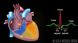 Cardiac Conduction System and Understanding ECG Animation [upl. by Eissed]