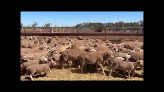 CK Contracting Ewes and Lambs [upl. by Eiduam]