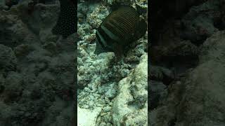 Zebrasoma desjardinii doktersvis scubadiving fish snorkeling travel scuba ocean gopro [upl. by Sharleen]