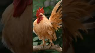 The Chicken 🐓 education shorts trending highlights animals [upl. by Mattson942]