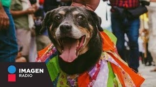 Reaparece Mazapán el perrito que baila al ritmo de la Guelaguetza [upl. by Orit896]