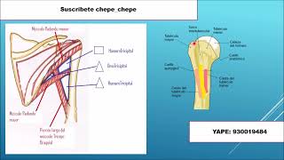 omotricipital y huemrotricipital [upl. by Yrelle272]