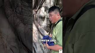 延續上一支影片，樹長菇可能只死一半。榕樹長菇要如何處理呢？ [upl. by Grayson]