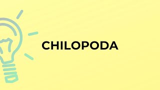 What is the meaning of the word CHILOPODA [upl. by Eelrehpotsirhc688]