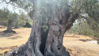 Old olive treesmga matandang puno ng olive trees [upl. by Aicats417]