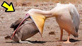 ¿Aves Que Comen a otras Aves ¡Quedaras Sorprendido  Pelicano Gaviota etc [upl. by Fannie]