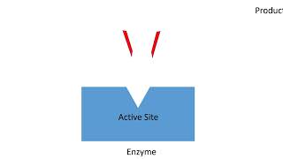 Enzymes Mechanism of Action Factors Affecting Activity  Lecture 5a [upl. by Sholley]