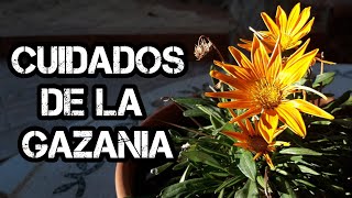 Como CULTIVAR GAZANIAS y tenerlas increíbles Cuidados De La GAZANIA [upl. by Anrol718]