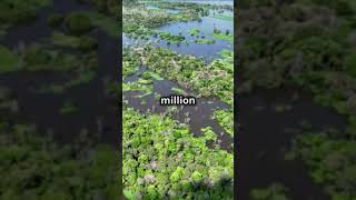 5 Mind Blowing Facts Part 30 Rainforest [upl. by Atlanta]