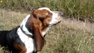 Peter the Basset Hound barking [upl. by Herrera620]