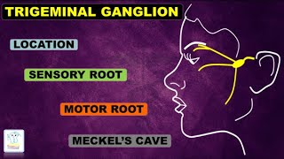 Trigeminal Ganglion amp nerve [upl. by Queston]