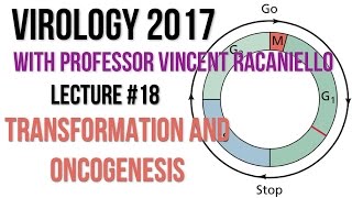 Virology Lectures 2017 18 Transformation and Oncogenesis [upl. by Yeliac501]