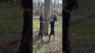 PLOTT HOUNDS TREEING kendallgray nature hunting plotthound training [upl. by Samale]