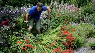 How to remove a flopping crocosmia in august [upl. by Tiena]