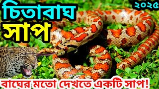 চিতাবাঘের সাপEuropean ratsnake or leopard snakeZamenis situlaইউরোপীয় রাটসাপ বা চিতাবাঘের সাপ [upl. by Eladnor]