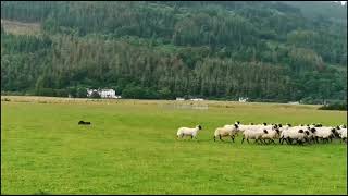 Logan Supreme Brass whistle for sheep herding in Scotland [upl. by Akemal]