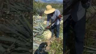 Colheita da planta usada pra fabricação de tequila [upl. by Julianne395]