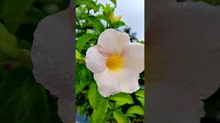 Alamanda Flowers nature garden flower relaxing alamanda music shots [upl. by Nohshan527]