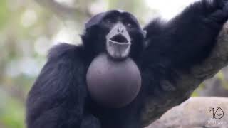 yelling gibbon monkey for 10 hours [upl. by Ahsenet]