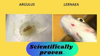 How to control Argulus  Lernaea  Ergasilus and Caligus parasites in fish ponds [upl. by Hermosa706]