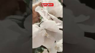 White Azalea 🤍🤍🤍 azalea garden flowers 😍😍😍shorts youtube [upl. by Nelleus]