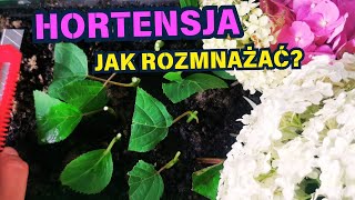 HORTENSJA  jak rozmnażać 🌸 🌸 🌸 [upl. by Laehcim]