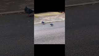 Pigeon Street Foraging Fun😃 View HeadBobbing Motion Behaviour and Pecking Patterns❤️ asmr [upl. by Waddington]