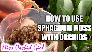 How to use sphagnum moss with orchids [upl. by Erdnael]