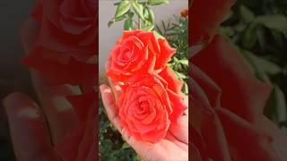 Marigold flowers చండు మల్లె పువ్వులుhome garden flowers gulabi flowers [upl. by Eniamraj]