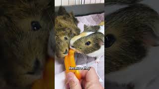 Guinea Pig Sounds Purring amp Body Language Explained🔊shots  GuineaDad School [upl. by Ketchum360]