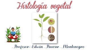 Histología vegetal [upl. by Meredeth236]