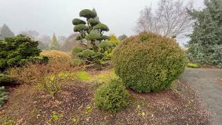 Winter Garden Stroll  Part 3  Conifers and Structural Deciduous Trees are key to Northern Designs [upl. by Melicent955]