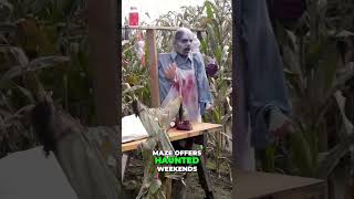 Exploring a Haunted Corn Maze happyhalloween [upl. by Leinahtan]