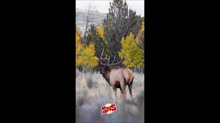 Wyoming Elk Hunting Rifle Season starts now [upl. by Acinoev]