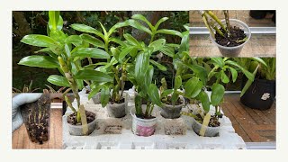 2408 二年苗倒生芽石斛長怎麼樣了 three tips to grow dendrobium seedlings in summer [upl. by Adnawyt266]