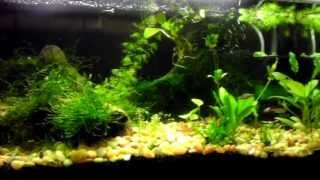 Amazon Sword pearling in the 20L Planted Tank [upl. by Elleinnod]