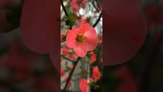 tsintonia chaenomeles Japonica EEDB TV [upl. by Yerdna]