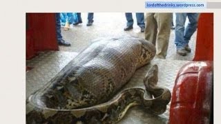 Python Snake Eats Drunk Man In India [upl. by Nylirret]