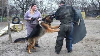 Защитник ВОЛЬФ сын ЗЕВСА и Стеллы Кобель длинношерстной немецкой овчарки СТРАЖ Одесса Украина [upl. by Sirromal]