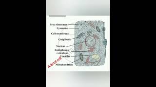 Std 7  Science  11 Cell structure and Micro  organisms [upl. by Ettelohcin]