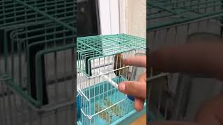 الهجين الذي لايردعه شئ🤣birds birdwatching mule goldfinch singing  goldfinch breeding [upl. by Abra]