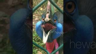 Dangerous Cassowary Sounds [upl. by Ydoc665]