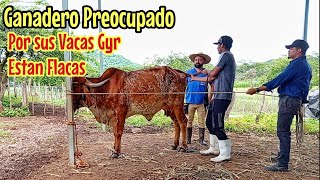 Pensaba que sus Vacas Gyr No Estaban Preñadas por Estar Flacas [upl. by Corly]