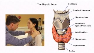 The Thyroid Exam and Physical Diagnosis of Thyroid Disease [upl. by Petrie289]