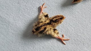 Day 18 Coturnix Quail Splay Leg Fix [upl. by Janenna]