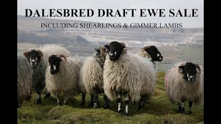 89th Annual Dalesbred Draft Ewe Sale 2020 [upl. by Einegue]