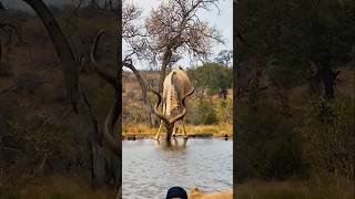 Kudu Drinking Water wildlife animals shortsfeed viralvideo [upl. by Byrle601]