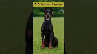 ලෝකයේ වඩාත්ම භයානක සුනඛ වර්ග 10 top 10 most dangerous dog breeds in the world shorts top10 dog [upl. by Susejedairam]